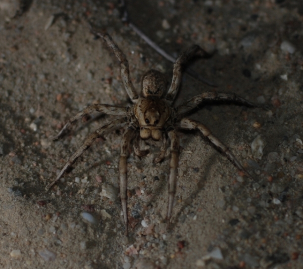 Allocosa oculata
